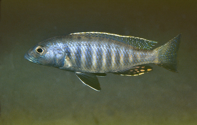 Sciaenochromis psammophilus 'Kande Island'